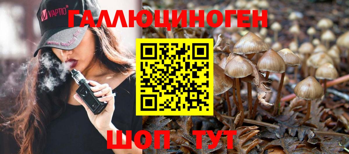 Псилоцибиновые грибы Psilocybe Великие Луки